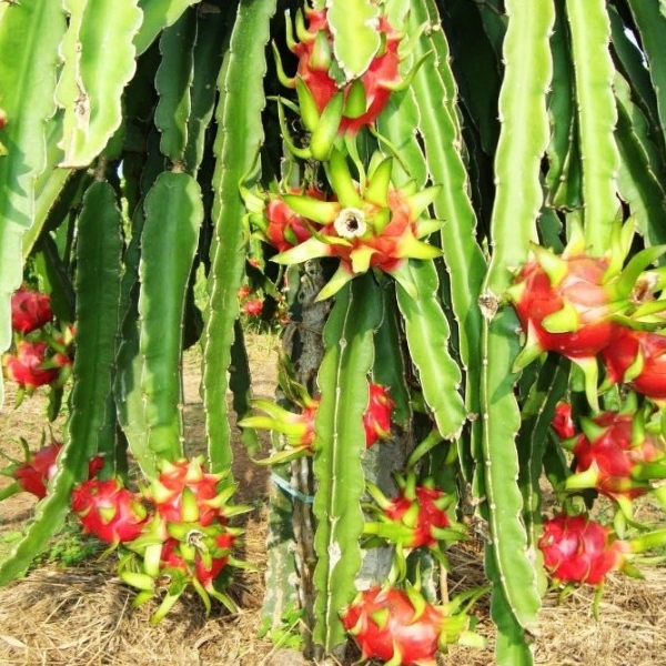 Dragon fruit suppliers 11