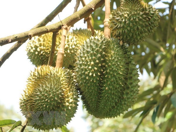 Vietnams official export of durians to China starts from today