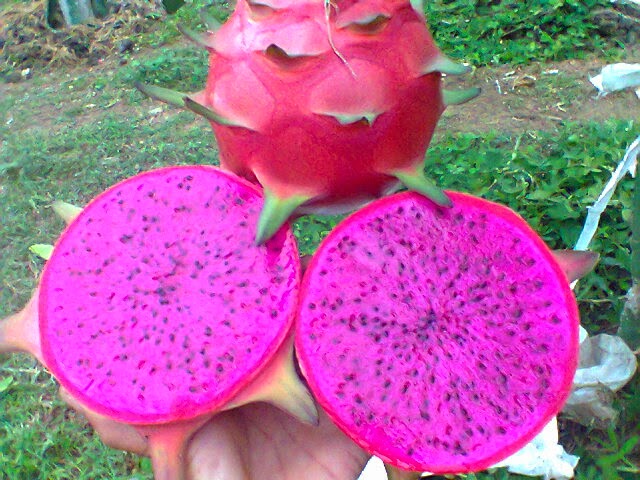 dragon fruit 1443542618 6460302