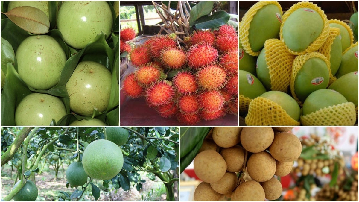 what are seven vietnamese fruits officially licensed for export to us 23e9b3a563824076ad22972b609784a1