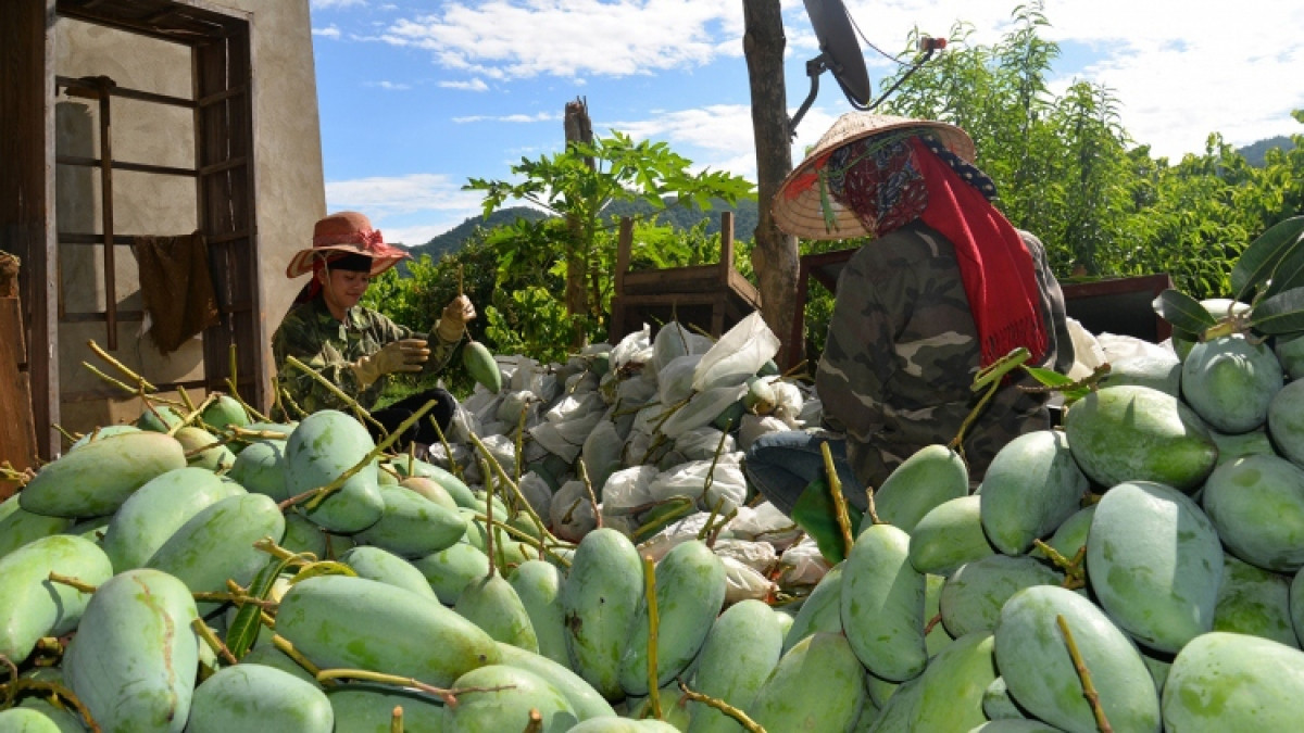 what are seven vietnamese fruits officially licensed for export to us 595cee17f0b840169c672837733c83a5