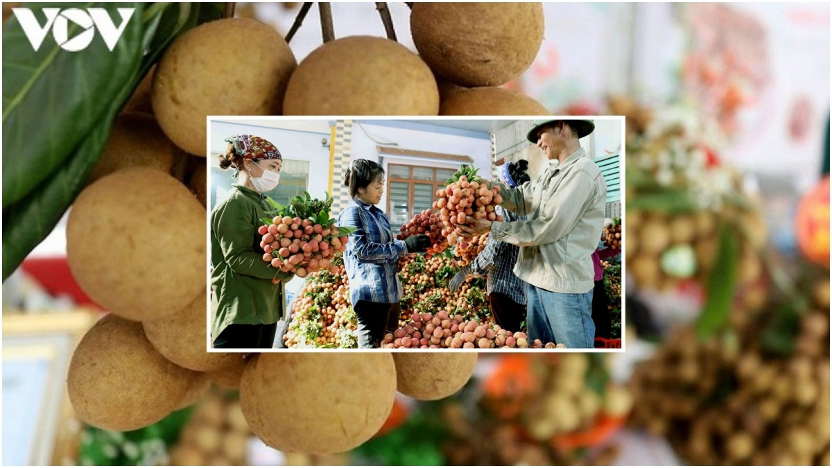 what are seven vietnamese fruits officially licensed for export to us daa3f24ffacf470583d83aeaf041fe4b