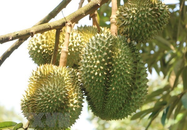 Vietnam officially exports fresh durian to China for first time